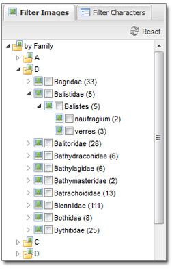 Browse by Family/Genus